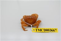 藏品(粗糙酋婦蟹)的圖片